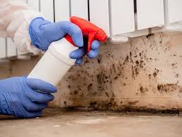 Reliable Belhaven, NC Mold Removal Services Solutions